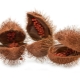 Annatto (annatto)