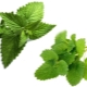 Apakah perbezaan antara pudina dan lemon balm?