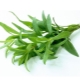 Tarragon (tarragon)