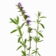 Hyssop (hypericum xanh, agastahis)