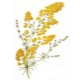 Walstro (galium)