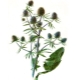 eryngium (ringium)