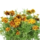 Saialilled (tagetes)