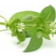 Mokritsa (chickweed)