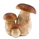 Cendawan putih (boletus)