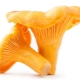 chanterelle