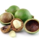 Macadamia (Australische noot)