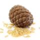 Pine Nut (Pain Itali)