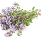 Thyme (thyme, herba Bogorodskaya)