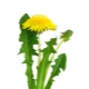 bunga dandelion