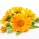 Calendula (goudsbloem)