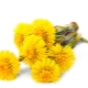 Coltsfoot