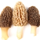 Morilles