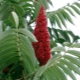 Sumac nai sừng tấm - một cây giấm ngoạn mục