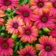 Osteospermum - Afrikaanse kamille