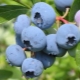 Blueberry Bluecrop: cechy odmiany i możliwości jej uprawy