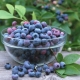 Blueberry Liberty: sordikirjeldus ja suveelanike arvamus