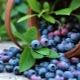 Blueberry Patriot: bessenkenmerken en groeitips