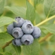 Blueberry River: beschrijving en kenmerken van het ras