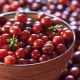 Cranberry: nuttige eigenschappen en contra-indicaties voor vrouwen