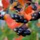 Aronia: uprawa i aplikacja