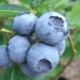 Blueberry Bluegold: kenmerken van de bes en aanbevelingen voor de teelt 