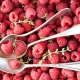 Raspberry Himbo Top: beschrijving en landing