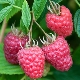 Raspberry Joan J: kenmerken en zorgregels