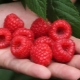 Raspberry Maravilla: kenmerken van de variëteit en zorgregels