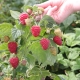 Raspberry Sugana: regels voor planten en verzorging