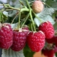 Raspberry Crane: kenmerken en verzorgingstips