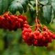 Gewone lijsterbes: plantbeschrijving, teelt en verzorging 