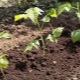 Raspberry-voortplanting: methoden en hun kenmerken