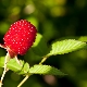 Aardbeienframbozen: voortplanting en verzorging