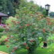 Hoe viburnum te planten en te laten groeien, hoe voor de plant te zorgen?