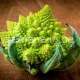  Bắp cải Romanesco: đặc điểm trồng và phát triển, các đặc tính hữu ích và công thức nấu ăn