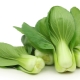 Pak choi Trung Quốc: đặc điểm, cách trồng trọt và công thức nấu ăn phổ biến