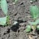 Wanneer broccoli voor zaailingen planten en hoe het correct te laten groeien?