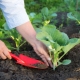 Kool planten: zaaitechniek en teeltregels