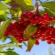 Regels voor het gebruik van viburnum tegen druk