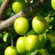 Eigenschappen en kenmerken van het gebruik van groene kersenpruim