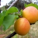 Apricot Champion of the North: raskenmerken en groeikenmerken 