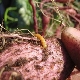 Hoe aardappelen van draadworm te verwerken voor het planten?