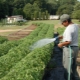 Hoe tomaten te voeren na het planten in de grond?