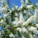 Czeremcha: czas kwitnienia w różnych regionach Rosji