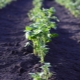 Hoeveel dagen na het planten ontkiemen aardappelen en waar hangt het van af?