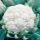 Cauliflower Snowball: đặc điểm của sự đa dạng và trồng trọt