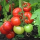 Characteristics of the hybrid variety of tomatoes Juggler F1