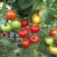 Kenmerken en beschrijving van het tomatenras Red Guard F1