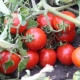 Kenmerken en productiviteit van tomaten Countryman